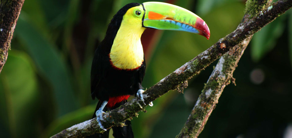 costa-rica-4