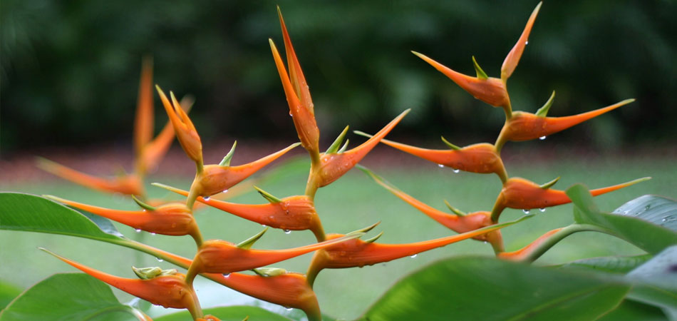 costa-rica-6